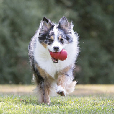 KONG Classic Interactive Dog Toy Small