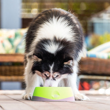 LickiMat Oh Bowl Oral Hygiene Dog Bowl Medium Green