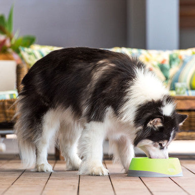 LickiMat Oh Bowl Oral Hygiene Dog Bowl Medium Green