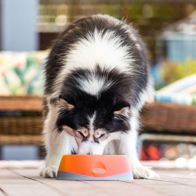 LickiMat Oh Bowl Oral Hygiene Dog Bowl Medium Orange