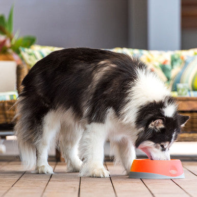 LickiMat Oh Bowl Oral Hygiene Dog Bowl Medium Orange