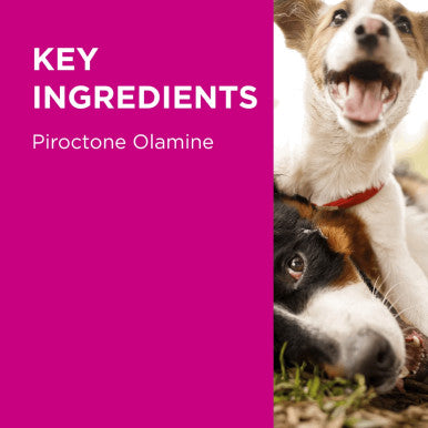 PAW Mediderm Gentle Medicated Shampoo for Dogs 200ml