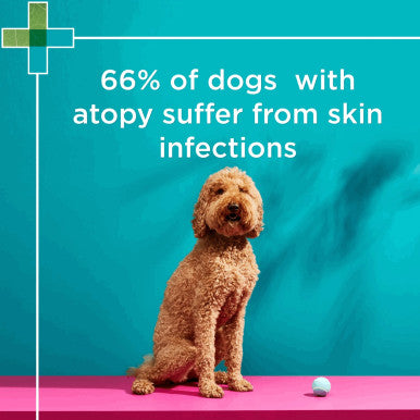 PAW Mediderm Gentle Medicated Shampoo for Dogs 500ml