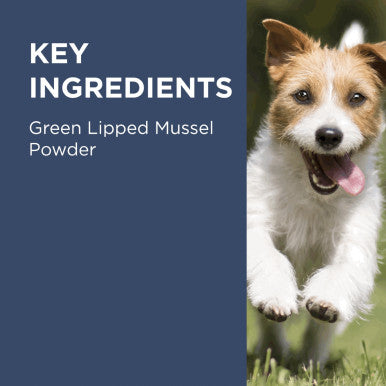 PAW Osteosupport Powder for Dogs 500mg - 80 Capsules