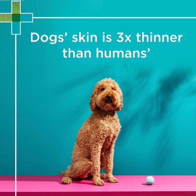 PAW Coat Skin & Nails Chews for Dogs - 300g