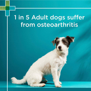 PAW Osteocare Joint Protect Chews Small Dogs - 75g