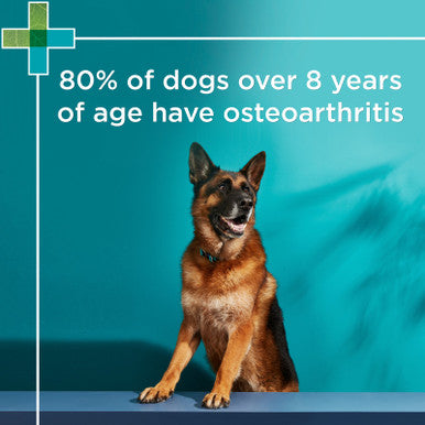 PAW Osteosupport Powder for Dogs 500mg - 150 Capsules