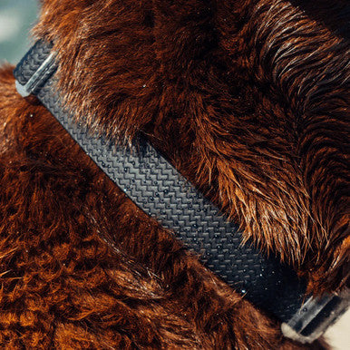 Front view of the Zee.Dog NeoPro Black Collar range.