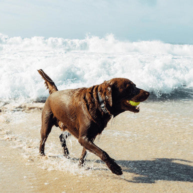 Front view of the Zee.Dog NeoPro Black Collar range.