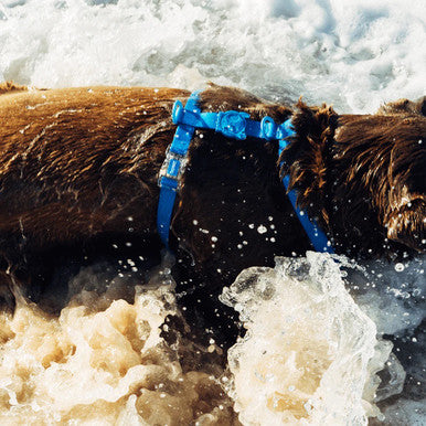 Side view of the Zee.Dog Neopro Blue H-Harness range on a dog in the water