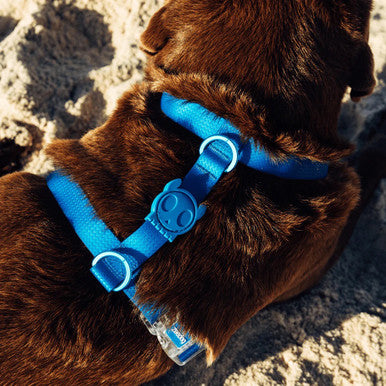 Top view of the Zee.Dog Neopro Blue H-Harness range in the water