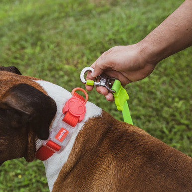 Front view of the Zee.Dog NeoPro Red Collar range.