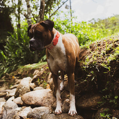 Front view of the Zee.Dog NeoPro Red Collar range.
