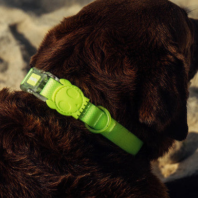 Front view of the Zee.Dog NeoPro Lime Collar range.