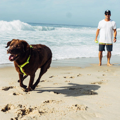 Image of the Zee.Dog Neopro Lime H-Harness range being worn on a running dog