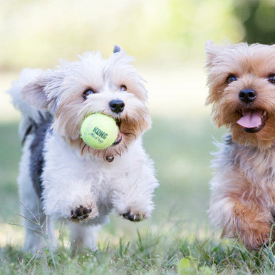 KONG AirDog Squeaker Balls 3 Pack Small